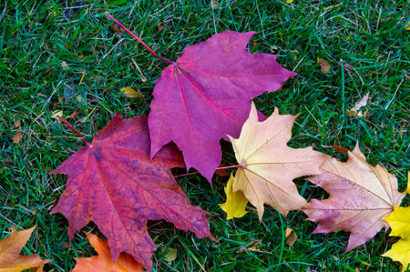 Autumn maple leaf, a flattened structure of a higher plant, similar to a blade that attaches...