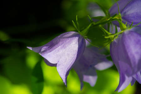 Blue bell flower. Is one of several genera of flowering plants in the family Campanulaceae with the common name bellflowerの写真素材