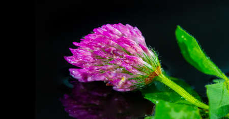 Trifolium meadowsweet, the red clover, is a herbaceous species of flowering plants in the legume family Fabaceae, native to Europe, western Asia and northwest Africa.の写真素材