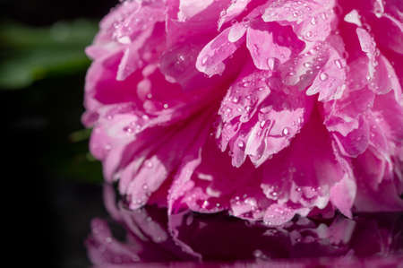 The peony or Paeony is a flowering plant in the genus Paeonia, the only genus in the Paeoniaceae family. Ancient Chinese texts mention that the peony was used to flavor food.の写真素材
