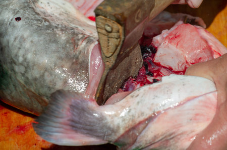 Butchering catfish for cooking, a freshwater or marine fish with barbels resembling whiskers around...