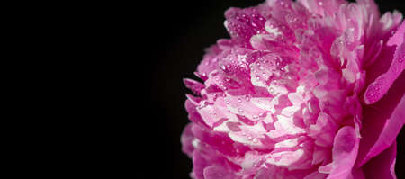 The peony or Paeony is a flowering plant in the genus Paeonia, the only genus in the Paeoniaceae family. Ancient Chinese texts mention that the peony was used to flavor food.の写真素材