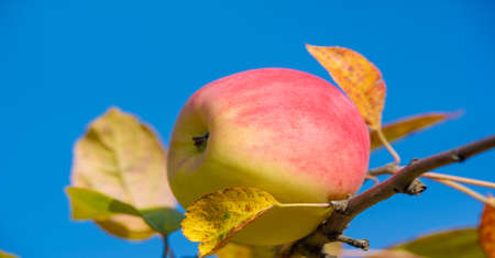 Ripe apple on a tree in an orchard. Food productsの写真素材