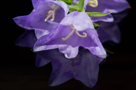 Blue bell flower. Is one of several genera of flowering plants in the family Campanulaceae with the...