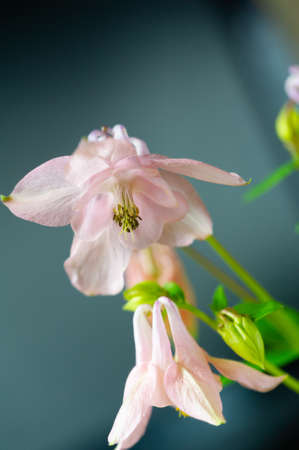 Aquilegia common names: grandmother's hood, catchment areas that are in meadows, woodlands, ana of great heights throughout the northern hemisphere, known for the spurs of their flower petalsの写真素材