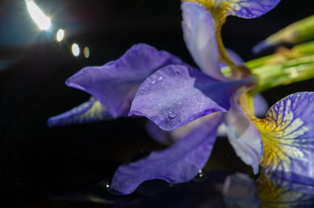 iris is the Greek word for rainbow For the Greeks, the rainbow personified the beautiful swift...