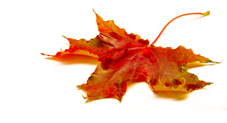 Autumn sketch with maple leaves, yellow red orange colors of leaves, photograph isolated on white...