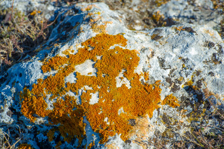 Autumn landscape, texture, background, moss-covered granite stone, a small colorless green plant...