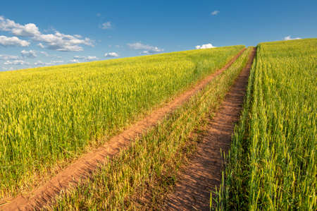 Summer photo. Wheat is a grass widely cultivated for its seed, a cereal grain which is a worldwide staple food. The many species of wheat together make up the genus Triticumの写真素材