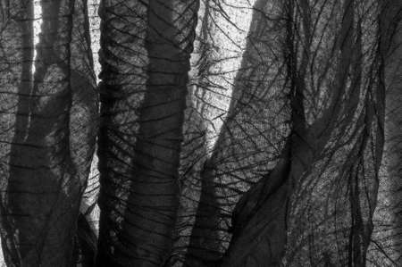 Texture. Background. Background. Black transparent fabric with printed lines.の写真素材