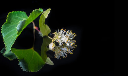 Linden flowers is a medicinal plant for the common cold. deciduous tree with heart-shaped leaves and...
