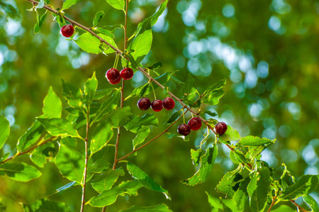 Cherries are used to make desserts, sauces, jams and wine. Many species are grown as an ornamental...
