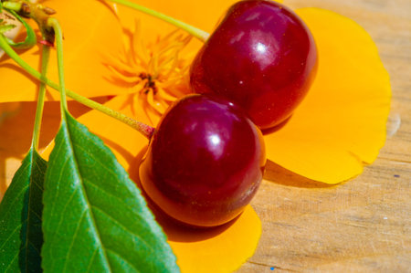 Cherries are used to make desserts, sauces, jams and wine. Many species are grown as an ornamental tree known as cherry blossoms.の写真素材