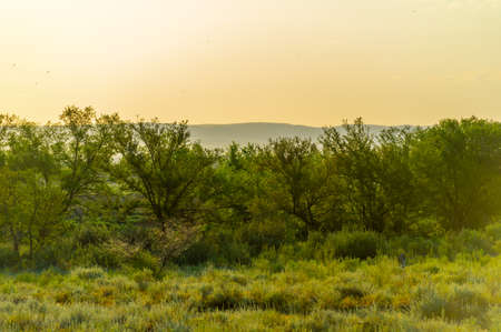 steppe, prairie, veld, veldt are ecosystems that ecologists consider to be part of the biome of grasslands, savannas and shrubs with a temperate climate, based on a similar temperate climateの写真素材