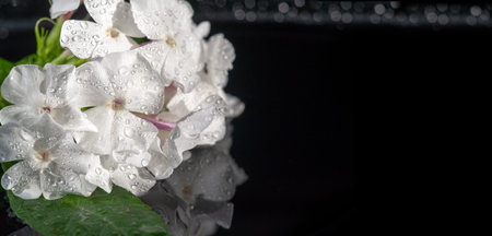 Garden Flowers Impatiens are also known as Busy Lizzie and its name is a Latin word describing how...