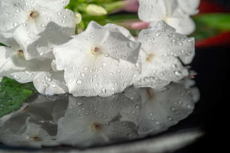 Garden Flowers Impatiens are also known as "Busy Lizzie" and its name is a Latin word describing how its seeds fly out of the pods when ripeの写真素材