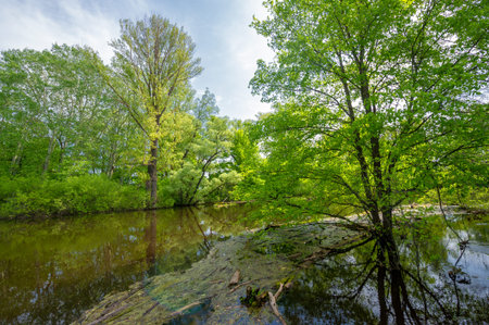 Spring photography in the river delta. European part. Spring flood of the river. The river floods...