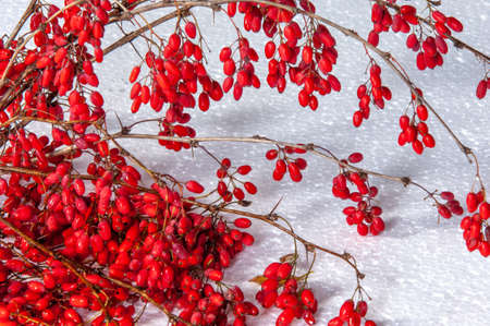 Berberis vulgaris, a barberry, is a bush that has tart red berries on it. Its berries have been used in traditional medicine for centuries to treat digestive problems, infections, and skin conditions.の写真素材