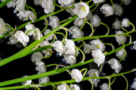 Lily of the valley isolated on black background, herb with fragrant white bells. Bright and juicy background of delicate flowers. May lilyの写真素材
