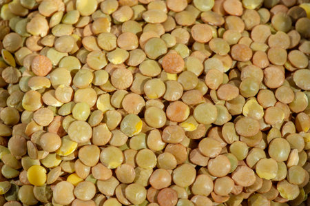 Lens is a genus of the legume family mostly known for its edible seeds called lentils.の写真素材