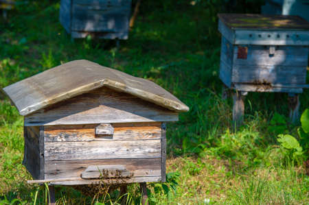 Apiary. Beekeeping, location of hives. a place where bees are kept. a collection of beehives.の写真素材