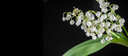 Lily of the valley isolated on black background, herb with fragrant white bells. Bright and juicy background of delicate flowers. May lilyの写真素材