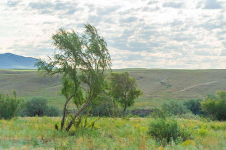 steppe, prairie - The largest steppe region in the world, often referred to as the "Great Steppe", is located in Eastern Europe and Central Asia, as well as in neighboring countries, Kazakhstanの写真素材