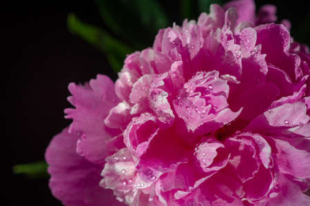 The peony or Paeony is a flowering plant in the genus Paeonia, the only genus in the Paeoniaceae family. Ancient Chinese texts mention that the peony was used to flavor food.の写真素材