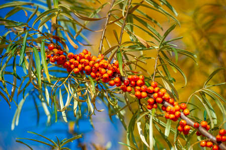 Sea buckthorn is used to treat heart disease, skin conditions, edema (inflammation), and other conditions. In food products, sea buckthorn berries are used to make jellies, juices, purees and saucesの写真素材