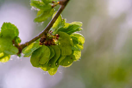 The elm blooms on a tall, deciduous tree that usually has rough, toothed leaves and propagates from root suckers. ulmus, elm-tree,の写真素材