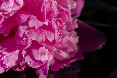 The peony or Paeony is a flowering plant in the genus Paeonia, the only genus in the Paeoniaceae family. Ancient Chinese texts mention that the peony was used to flavor food.の写真素材