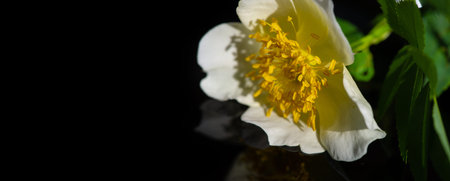 The rose hip or rosehip, is the accessory fruit of the rose plant. herbal teas, jam, jelly, syrup, hip soup, beverages, pies, bread, wine, and marmalade. the traditional Hungarian fruit brandyの写真素材