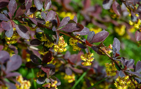Barberry berry flowers. Flowers appear singly or in clusters of 20 per head. They are yellow or...