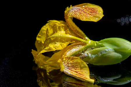 iris, fleur-de-lis, flower-de-luce, flag. Flower B inflorescences in the form of a fan. They grow on...