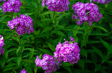 Panicled phlox, commonly called autumn phlox, is a type of flowering plant in the cyanotic family....