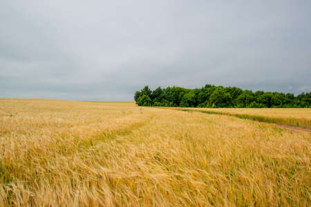 barley a hardy cereal that has coarse bristles extending from the ears. It is widely cultivated, chiefly for use in brewing and stockfeed.summer photo of cerealsの写真素材