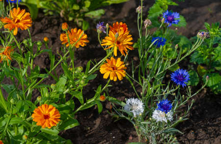 Park area of the city. Common features of municipal parks include playgrounds, gardens, walking, jogging and fitness trails or paths, bridle paths, sports fields and courts.の写真素材