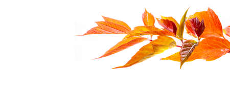 maple leaf isolated, autumn leaves on a white background of red and orange color, autumn in early November, plant coloring with autumn texturesの写真素材