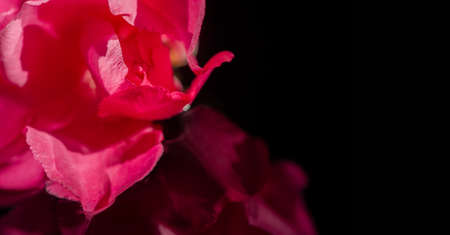 Nerium oleander Most commonly known as Nerium. It grows like Virginia Beach, Virginia, while California and Texas have miles of oleander bushes planted in the middle strips.の写真素材
