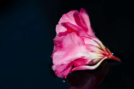 Nerium oleander Most commonly known as Nerium. It grows like Virginia Beach, Virginia, while California and Texas have miles of oleander bushes planted in the middle strips.の写真素材