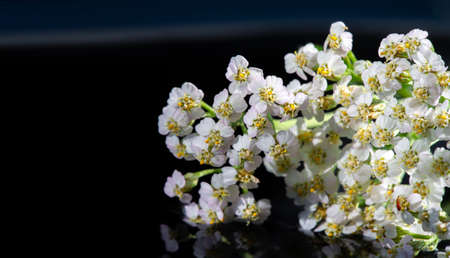 Achillea millefolium is a medicinal plant. The English name for yarrow comes from its Saxon name gearwe, which is related to both the Dutch word gerwの写真素材
