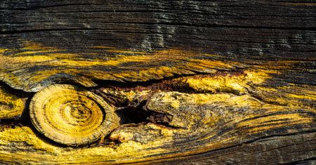 Dry texture of old wood. High resolution backgrounds and patterns. Weathered wood.