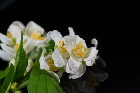 jasmine Garden bush with white flowers with a pungent spicy scent. Jasmine tea is traditionally drunk in China. perfume industryの写真素材