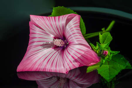 Lavatera. Lavatera spp Are used as food plants by the larvae of several Lepidoptera species, including Bucculatrix lavaterella which feeds exclusively on these plants. People eat flowers and seedsの写真素材