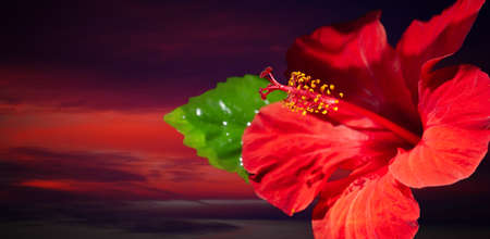 The hibiscus of the mallow family, Malvaceae are known as pink mallow. Other names include hardy, rose of sharon, and tropical. In Egypt, hibiscus tea is known as karkadÃ© (ÙØ±ÙØ¯ÙÙ)の写真素材