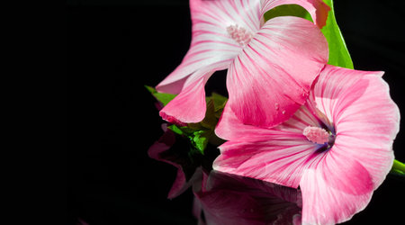 Lavatera. Lavatera spp Are used as food plants by the larvae of several Lepidoptera species,...