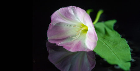 Convolvulus arvensis field bindweed is a rhizomatous species of bindweed. Although it produces...