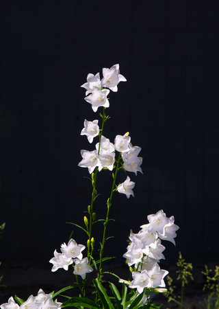 Campanula medium, common name for Canterbury bells. A stunning campanula, often referred to as the Canterbury Bells. They also make beautiful cut flowers that can be enjoyed indoors.の写真素材