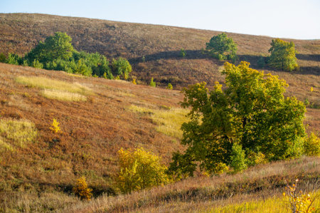 Autumn landscape deciduous forest Autumn is a fantastic time of the year. Texture colors and soft...