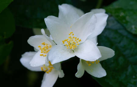 Jasmine flowers. Gardening. Delicate and delicate with small flowers, jasmine is known worldwide for its unique tropical scent and beautiful flowers that attract beesの写真素材